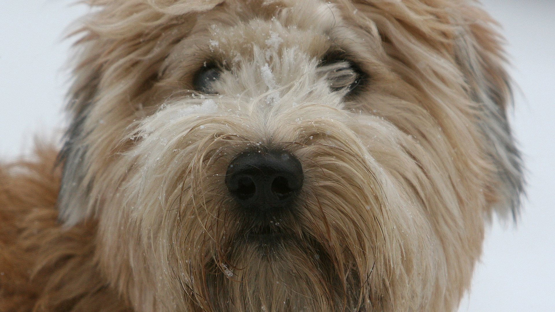 Terrier irlandais à poil doux, portrait en gros plan