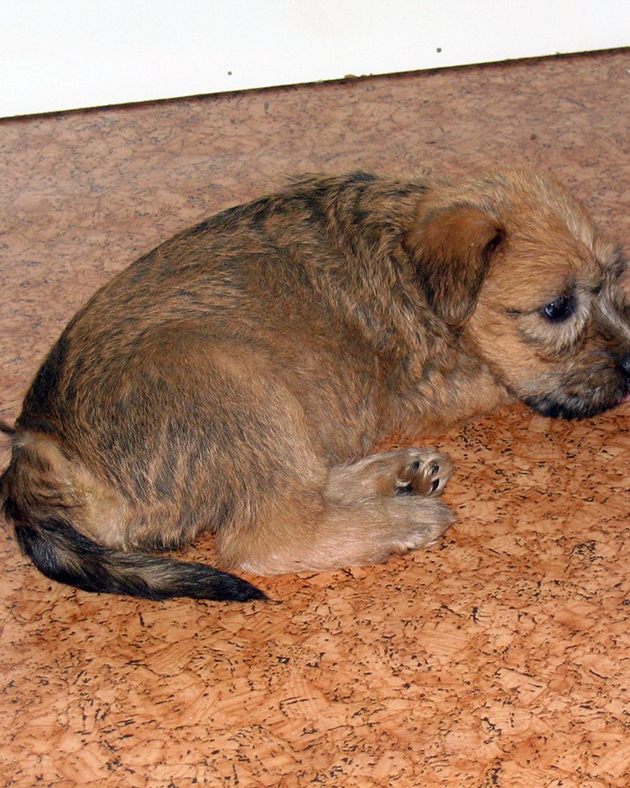 Chiot terrier irlandais à poil doux couché