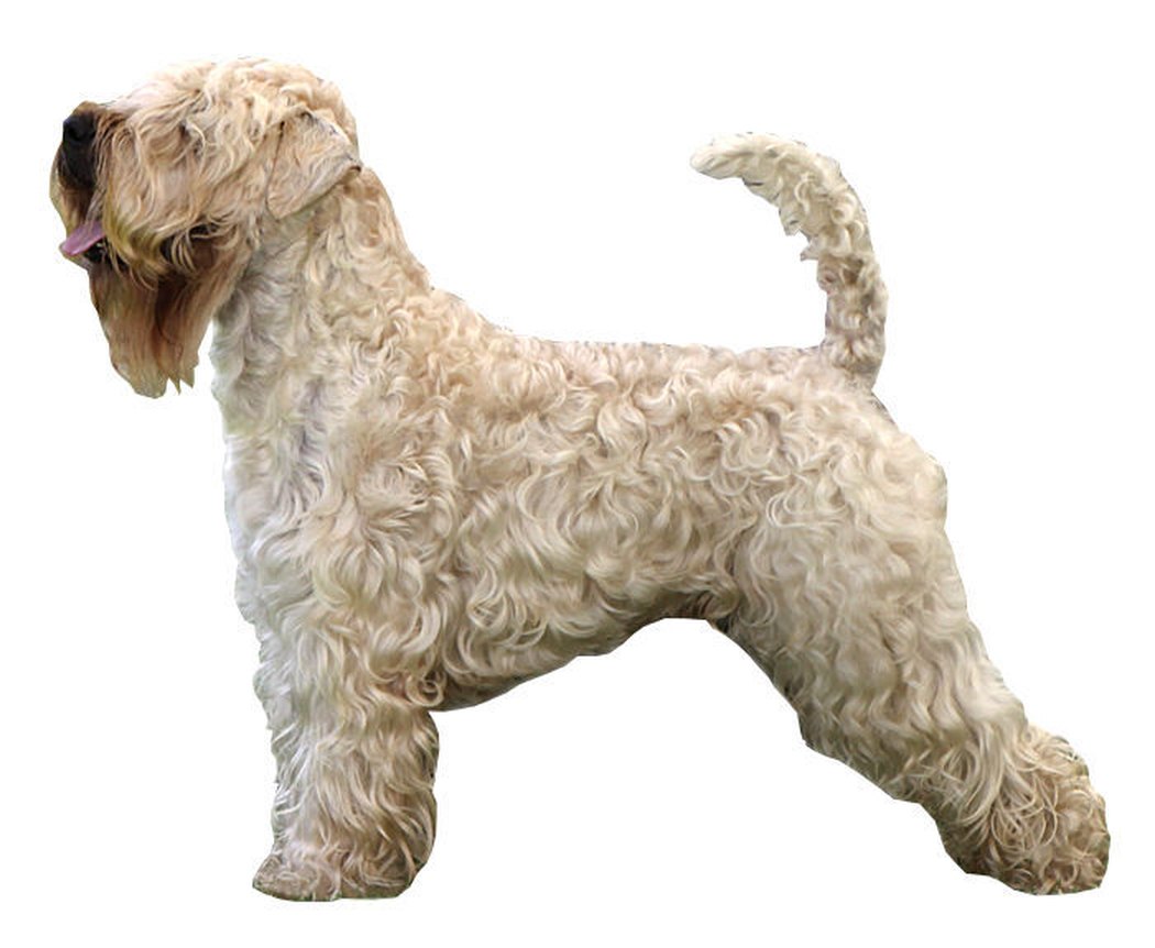 Terrier irlandais à poil doux, profil complet sur fond neutre
